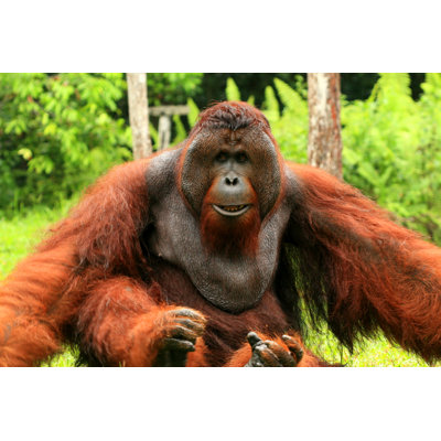 Closeup of Pygmaeus 1 Piece Wrapped Canvas Wall Art