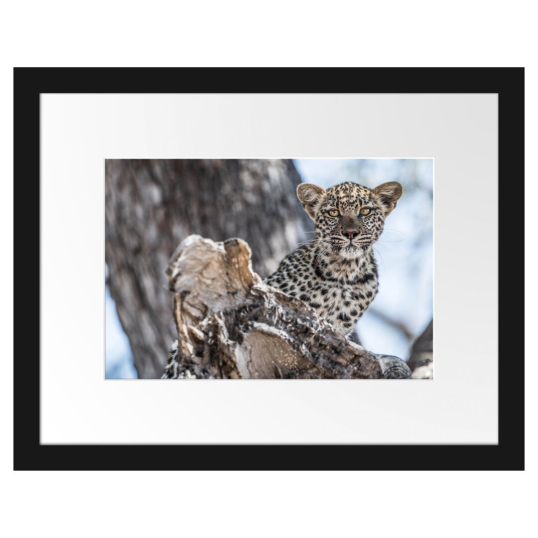 Gerahmtes Poster Leopardjunges auf Baum