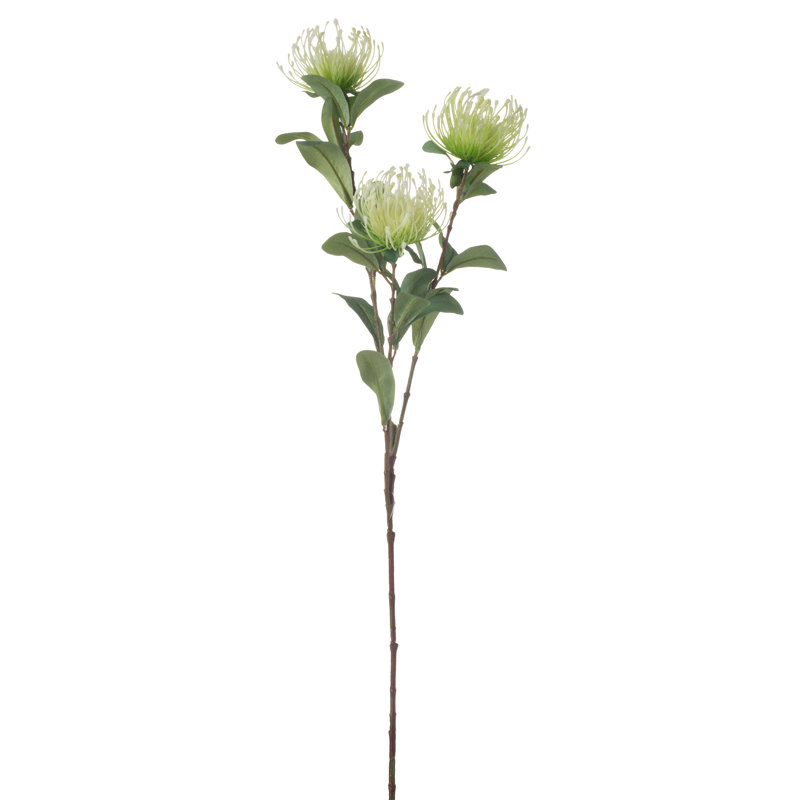 Protea Steam, Blanc
