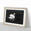 Swan - Picture Frame Graphic Art Print-56864575-56864580