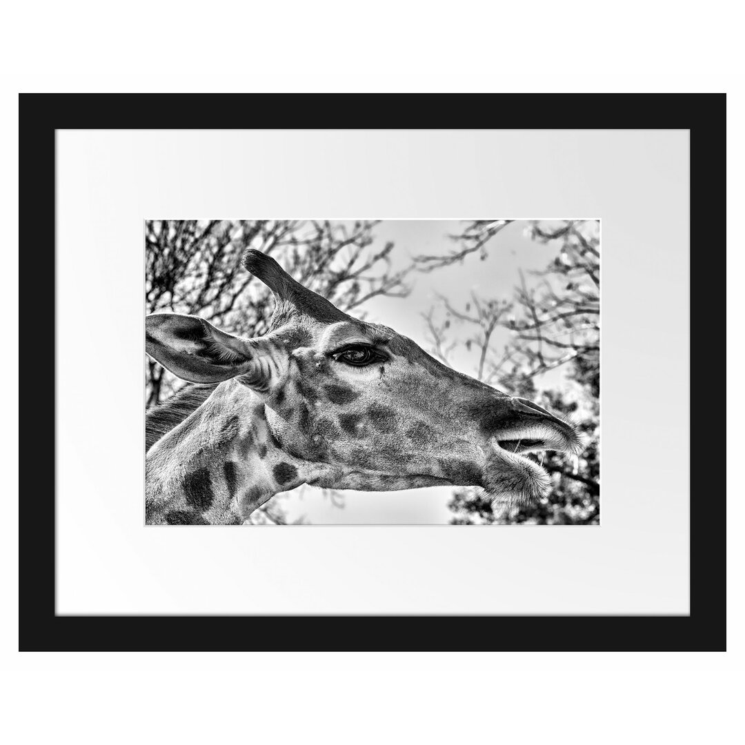 Gerahmtes Poster Anmutige Giraffe isst