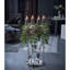 Corona Candelabra-36864206