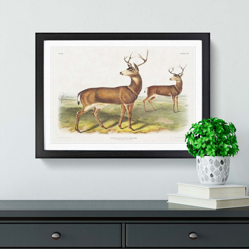 Columbian Black-Tailed Deer by J.W. Audubon - Picture Frame Painting, 48cm H x 65cm W x 2cm D, Black Framed