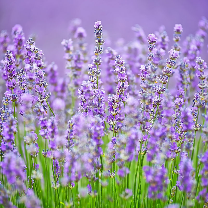 Blooming Lavender, Valensole, France by Thomaslusth - Wrapped Canvas Print, 30.48cm H x 30.48cm W