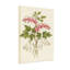 Plantes et fleurs en forme de cœur fleurs roses et feuilles vertes-265343521