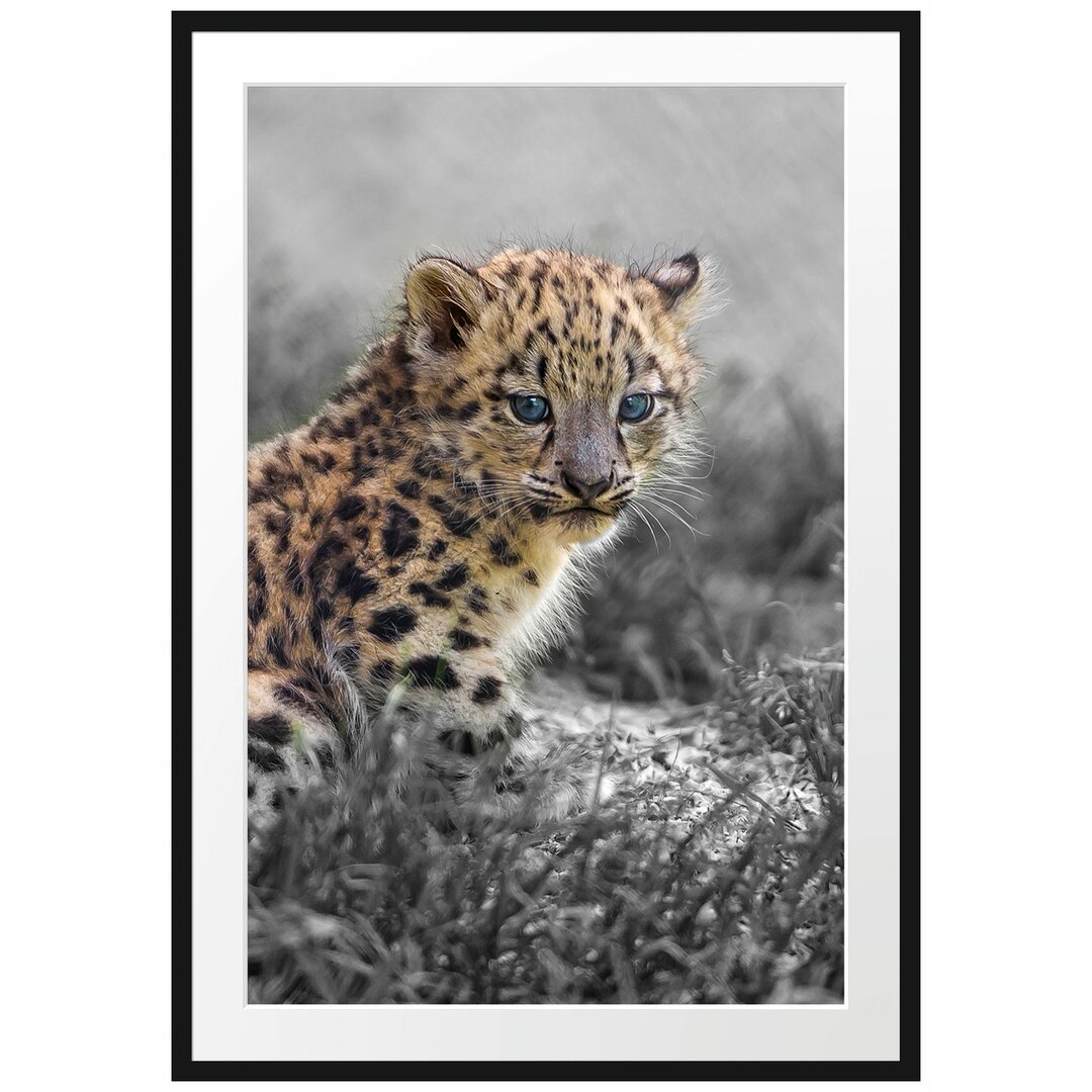 Gerahmtes Poster 'Junger Leopard im Gras'