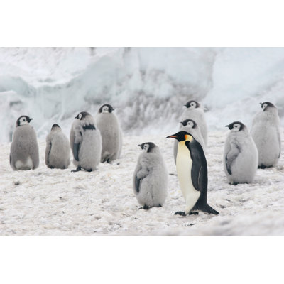 Manchots empereurs - Photographie sur toile tendue