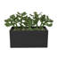 Bedfo 6,95 po plante succulente en pot en céramique