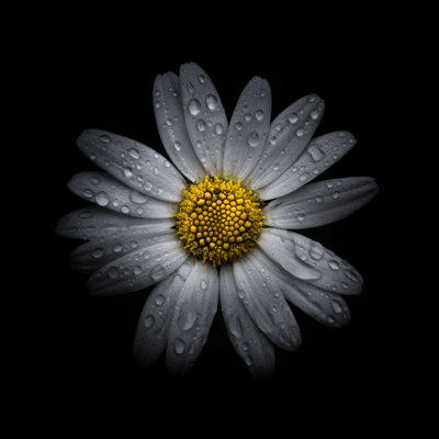 White Daisy III by Brian Carson - Wrapped Canvas Art Prints