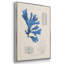 Algues bleu marine VI-91887798-91887800