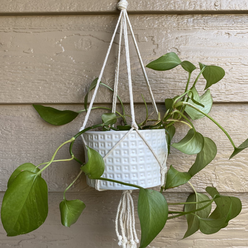 Colbourne Ceramic Hanging Planter