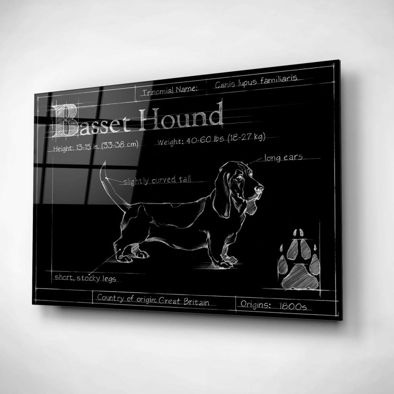 «Blueprint Bassett Hound» par Ethan Harper - reproduction de dessin non encadrée, H 16 po x l 24 po x P 0,12 po