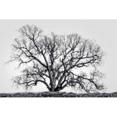 Grand Oak Tree I par Rachel Perry - Photographie sur toile tendue