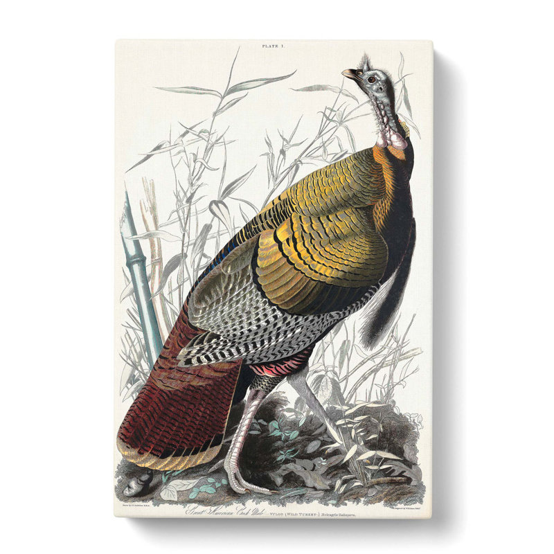 Wild Turkey by John Audubon - Wrapped Canvas Painting, 50cm H x 35cm W x 3cm D