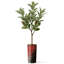 Arbre artificiel en fleur noire et blanche-104345532