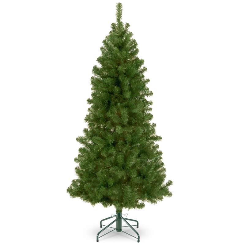 Sapin canadien, H 7 pi