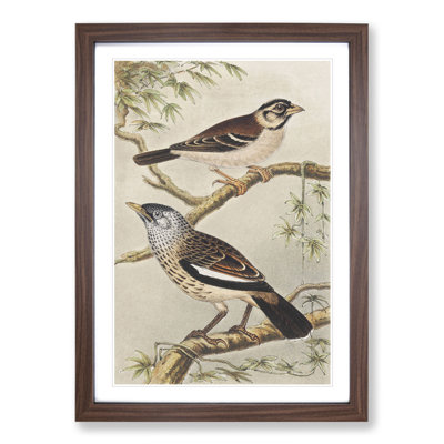 Two Birds on Branches by Theo Van Hoytema - Framed Print