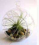 Glass Tabletop Tealight Holder, 6" H x 5" W x 5" D