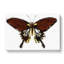 Black Butterfly by George Shaw - Wrapped Canvas-55371126