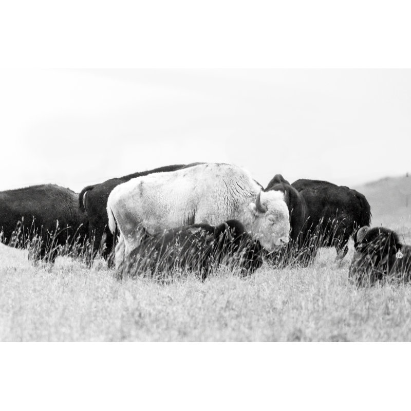 «Spirit White Buffalo» par John Morrison, H 8 po x l 12 po