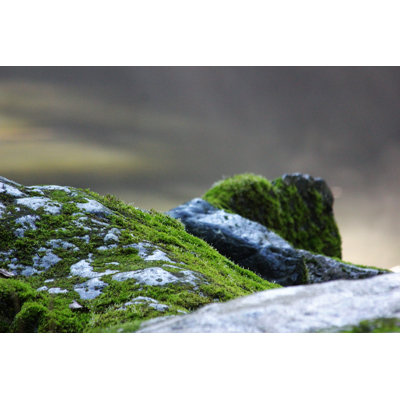 " Moss Covered Rocks "