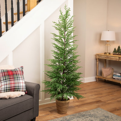 Medium Norfolk Pine Artificial Potted Christmas Tree - 6' - Unlit