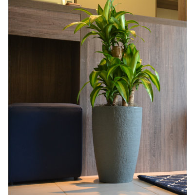 Pot à fleurs en plastique Mccasland