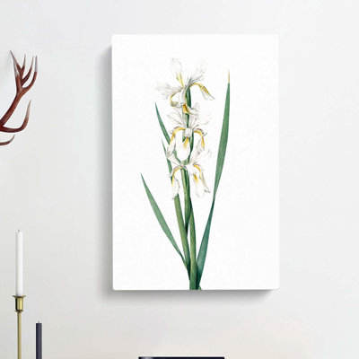Yellow-Banded Iris Flowers by Pierre-Joseph Redoute - Wrapped Canvas