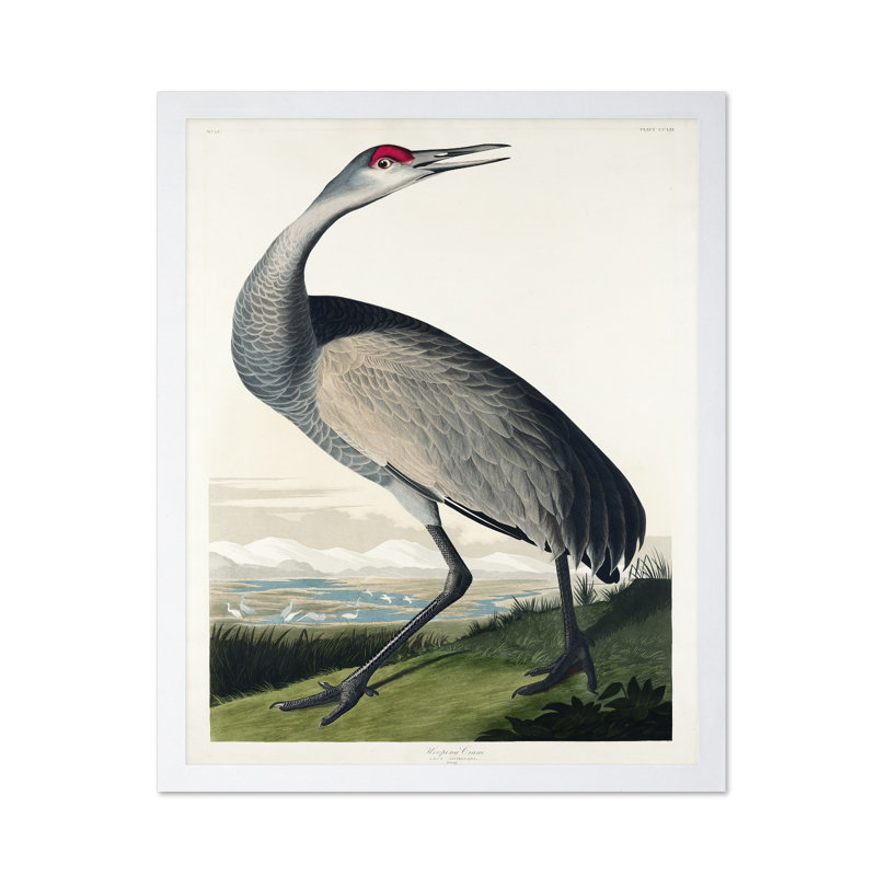 John James Audubon - Grue blanche No1, Poster, 24"H x 32"W, White Framed