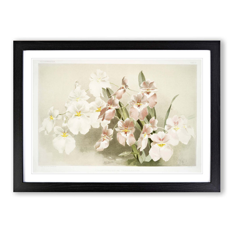 Magnolia Flowers Illustration Tab. 29 by Frederick Sander - Picture Frame Painting Print, 27cm H x 36cm W x 2cm D