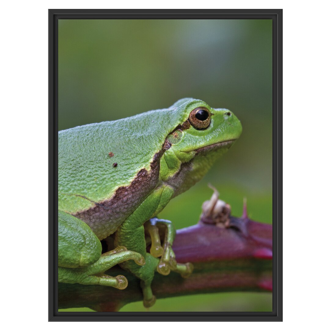 Gerahmtes Wandbild kleiner Frosch auf Dornenast