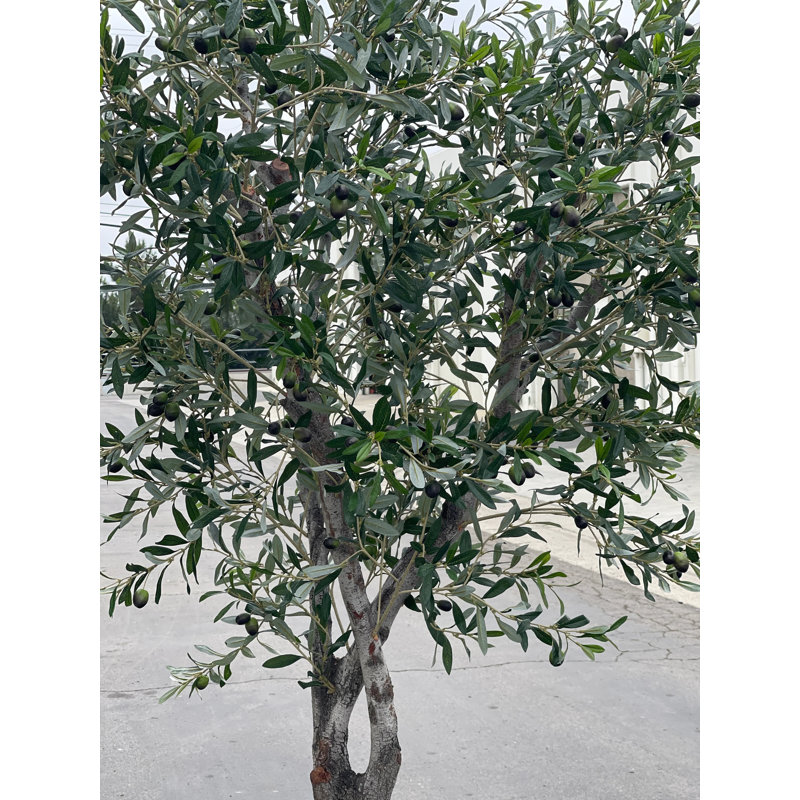 8 Ft Mediterranean Artificial Olive Tree With Real Mountain Lilac Wood Trunk – Lifelike Faux Indoor Floor Plant For Home Or Office Decor