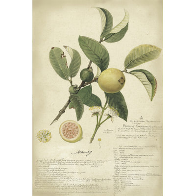 On FAP Descube Botanical I by A. Descubes - Wrapped Canvas Print