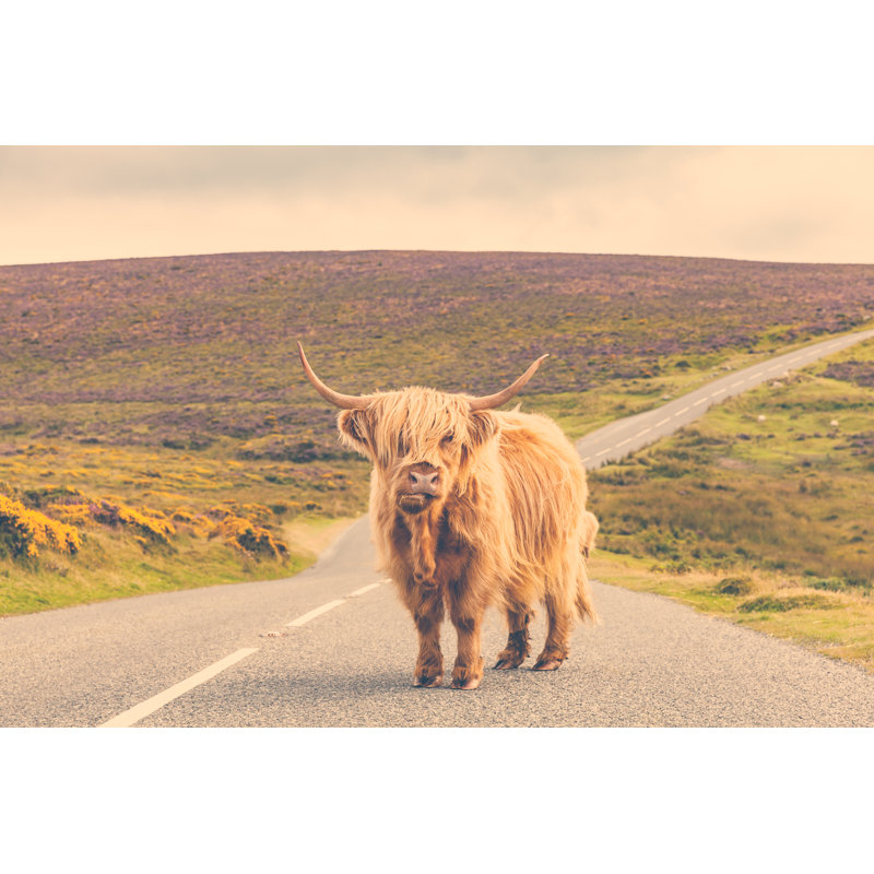 Lonely Highland Cattle On A Country Road by TommasoT - No Frame Print on Canvas, 81cm H x 122cm W