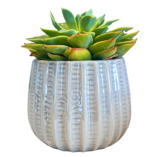 4" Ceramic Houseplant Ceramic Pot, Decorative Planter