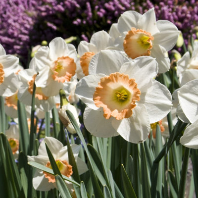 Pink Charming Daffodils - White & Pink Narcissus Flowers - 12 Bulbs - Attracts Butterflies, Bees & Hummingbirds