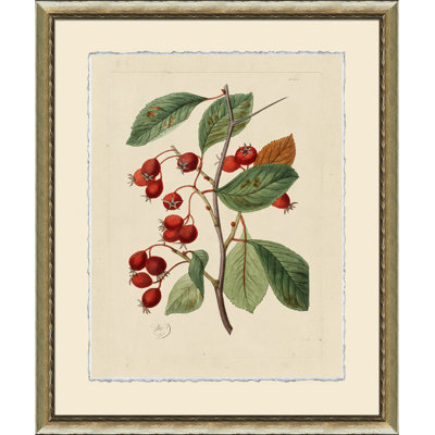 Wilts Red Berries V Print