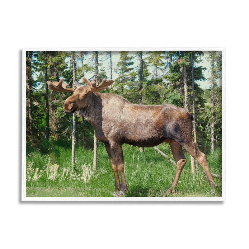 Moose Forest Grove Woodland Landscape - photographie, H 16 po x l 20 po x P 1,5 po, Giclée encadrée blanc bord de mer