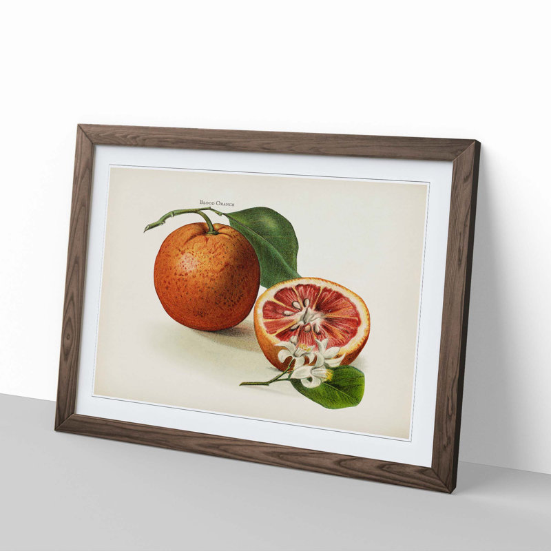 Vintage Illustration of Blood Oranges - Picture Frame Painting Print, 27cm H x 36cm W x 2cm D, Walnut Framed