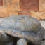 Statue de jardin Chely Tortoise