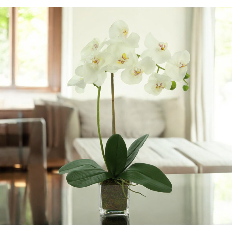 Kora Orchid Arrangement