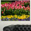 Reproduction de photo sur toile tendue, "tulipes rouges avec des fleurs jaunes mauves"-19407329