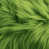 Vert pomme