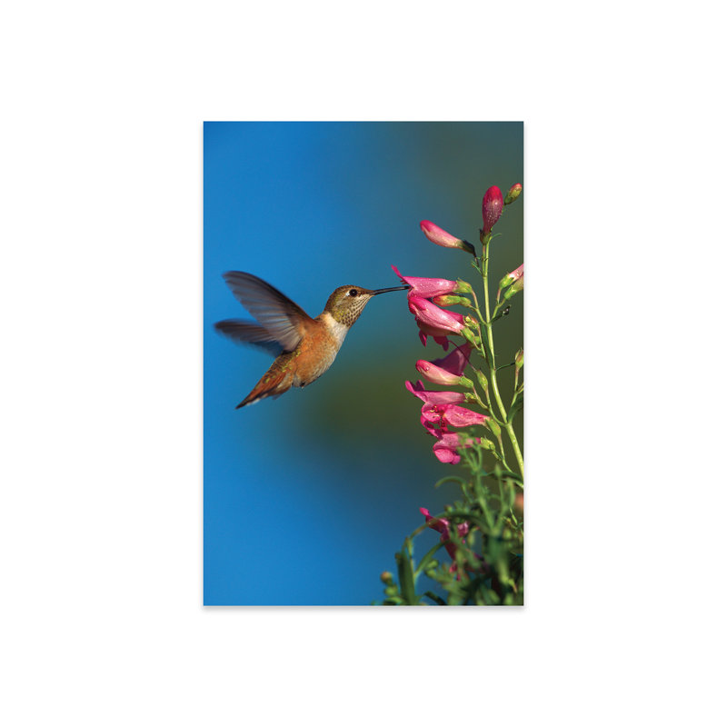 Colibri roux se nourrissant de fleurs, Nouveau-Mexique, par Tim Fitzharris - impression sans cadre