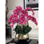 Pot à tiges d'orchidée Roberi-293210173-286301787