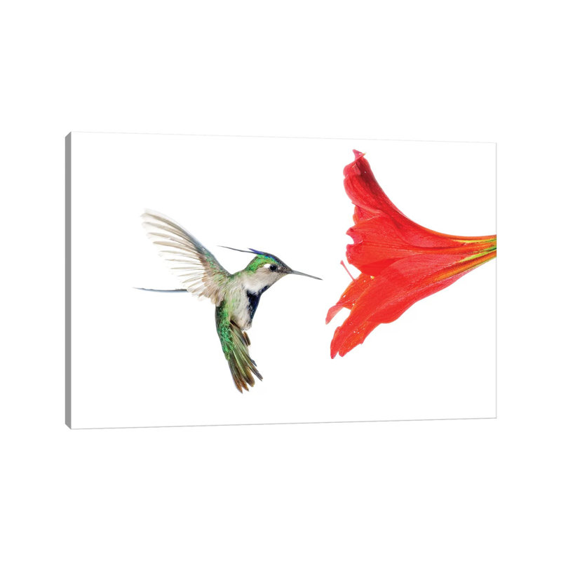 Plovercrest Hummingbird Feeding on Flower Nectar, Argentina 1 Piece Wrapped Canvas Painting, 20.32 cm H x 30.48 cm W