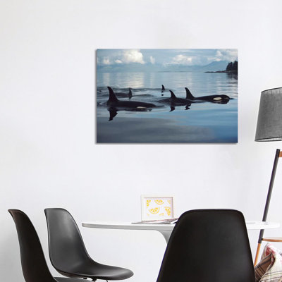 Orca Group, Johnstone Strait, British Columbia, Canada by Flip Nicklin - Wrapped Canvas Print