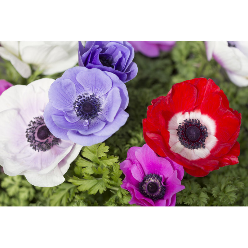 Close-Up Of Anemones - Wrapped Canvas Print, 30cm H x 46cm W x 3.8cm D