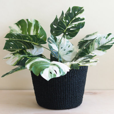 Scallop Basket