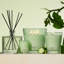 Cucumber & White Sage Classic Candle-475207814